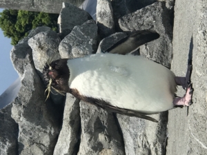 イワトビペンギン